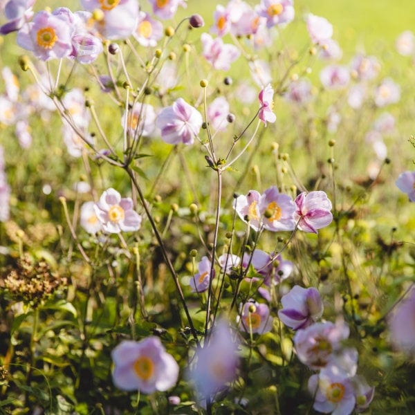 wiesenblumen 600x600 1